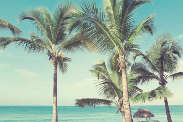Palmbomen op een strand Palmbomen op een strand