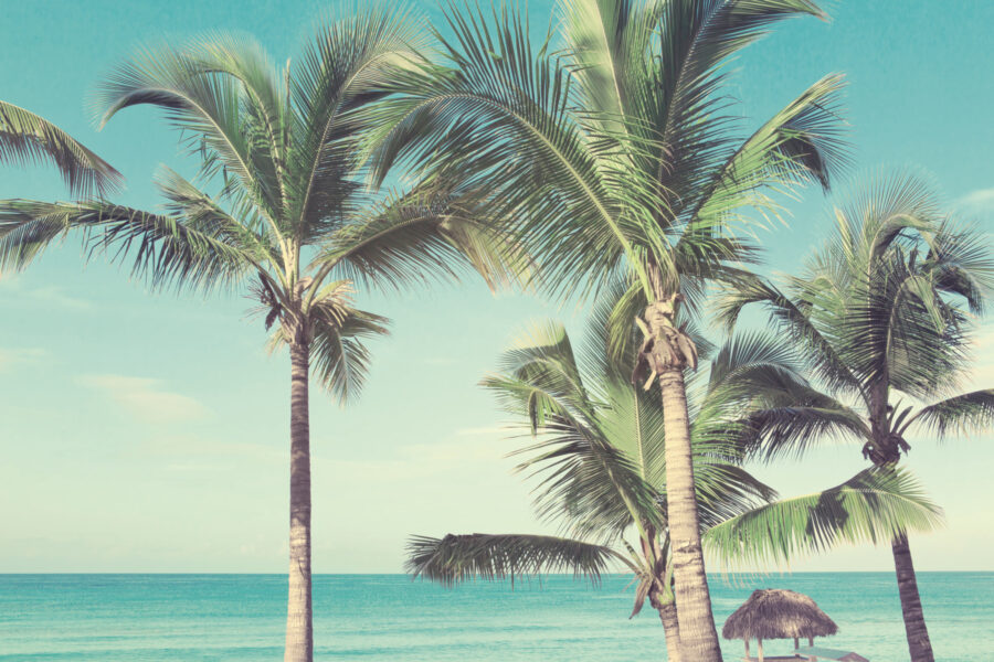 Palmbomen op een strand