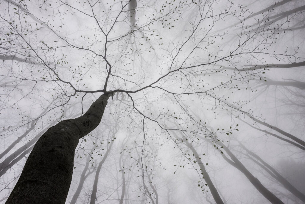 Omhoog kijken naar bomen in de mist Omhoog kijken naar bomen in de mist
