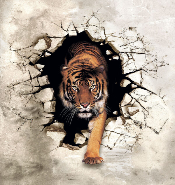 Tijger komt uit een gat in een muur Tijger komt uit een gat in een muur