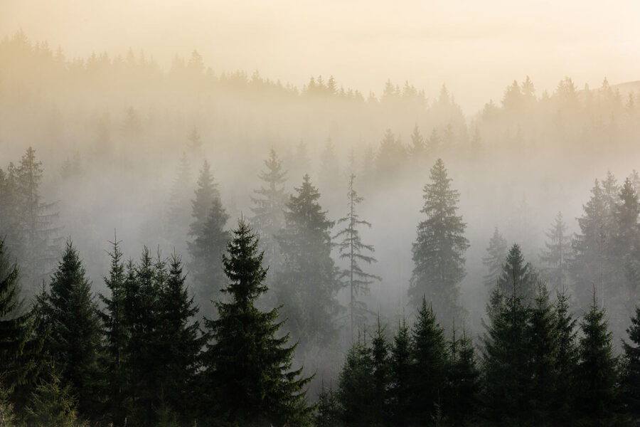 Mistig bos met bomen