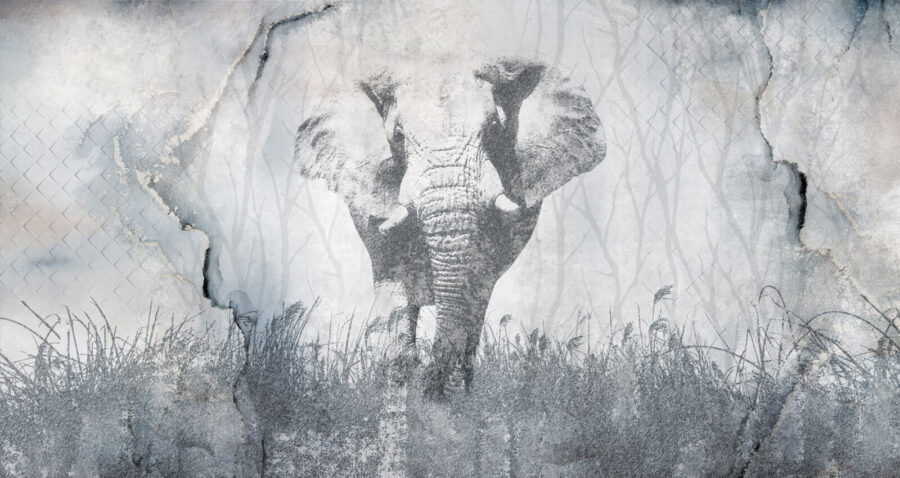 Een olifant in het gras