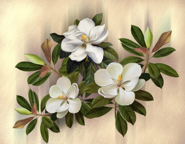 Prachtige magnolia bloemen Prachtige magnolia bloemen