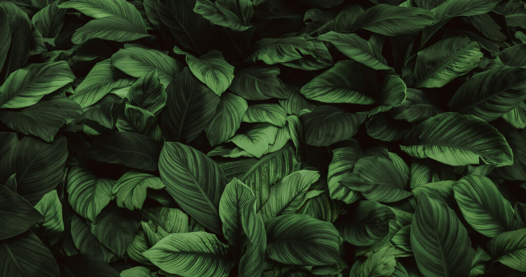 Grote groene bladeren Grote groene bladeren