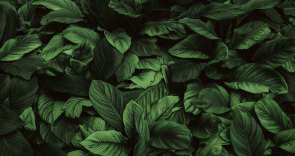 Grote groene bladeren Grote groene bladeren