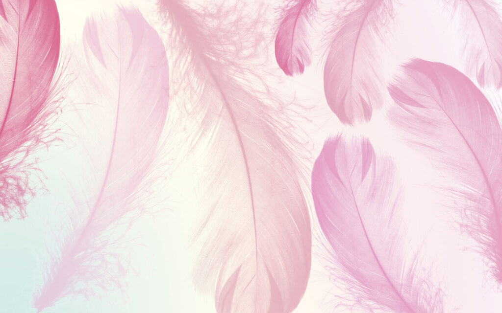 Groep roze veren Groep roze veren