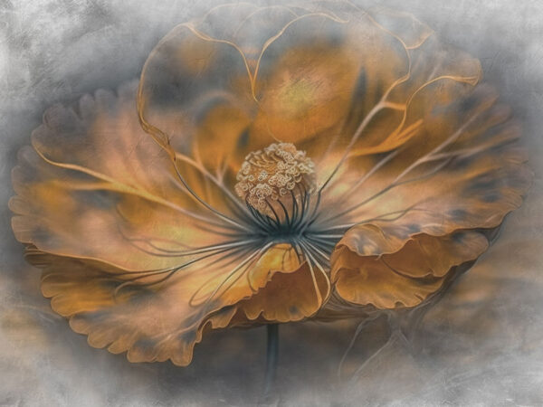 Delicate petals in warm hues Delicate petals in warm hues
