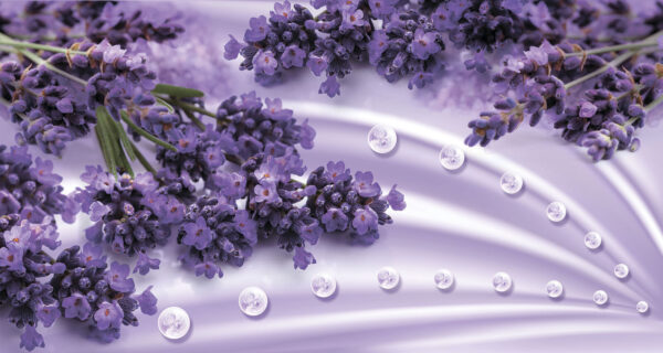 Lavendel bloeit in zachte lavendeltinten Lavendel bloeit in zachte lavendeltinten