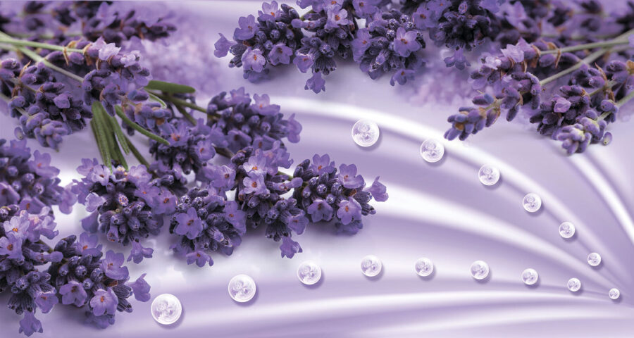 Lavendel bloeit in zachte lavendeltinten Lavendel bloeit in zachte lavendeltinten
