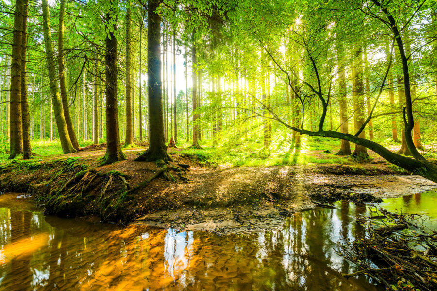Beek in een bos