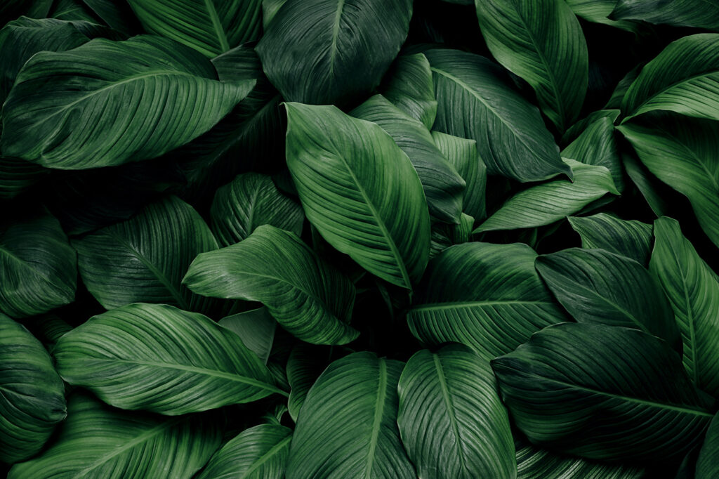 Grote groene bladeren Grote groene bladeren