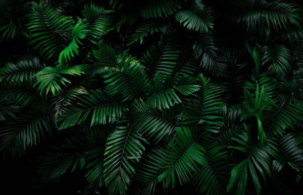 Groep groene bladeren Groep groene bladeren