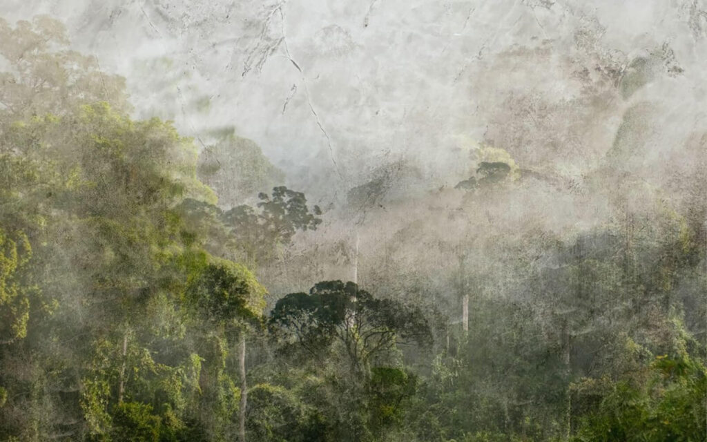 Mistig bos met bomen Mistig bos met bomen