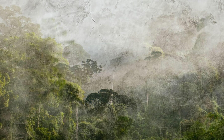 Mistig bos met bomen Mistig bos met bomen
