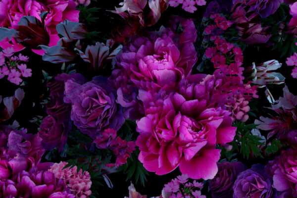 Groep paarse bloemen Groep paarse bloemen