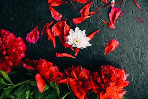 Groep rode bloemen met bloemblaadjes op een zwart vlak Groep rode bloemen met bloemblaadjes op een zwart vlak
