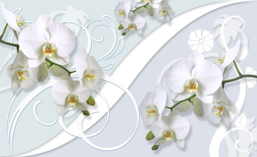 Prachtige orchideeën op een zachte achtergrond
