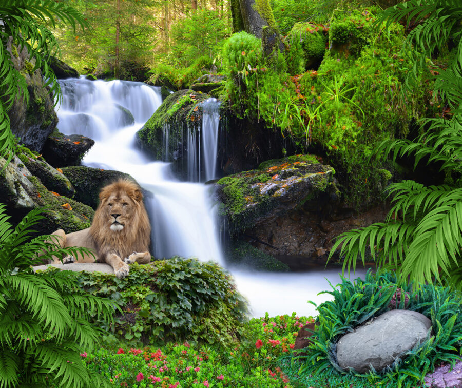 Leeuw liggend op een rots naast een waterval