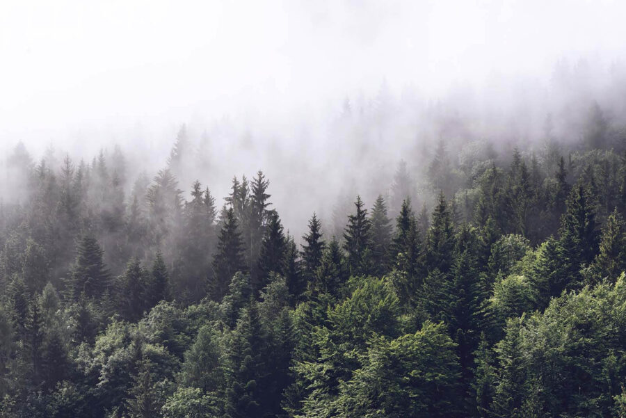 Bos van bomen met mist