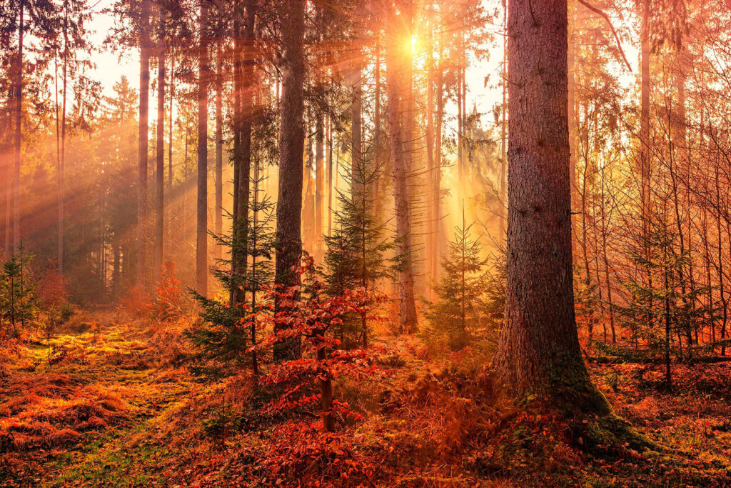 Zon schijnt door de bomen Zon schijnt door de bomen