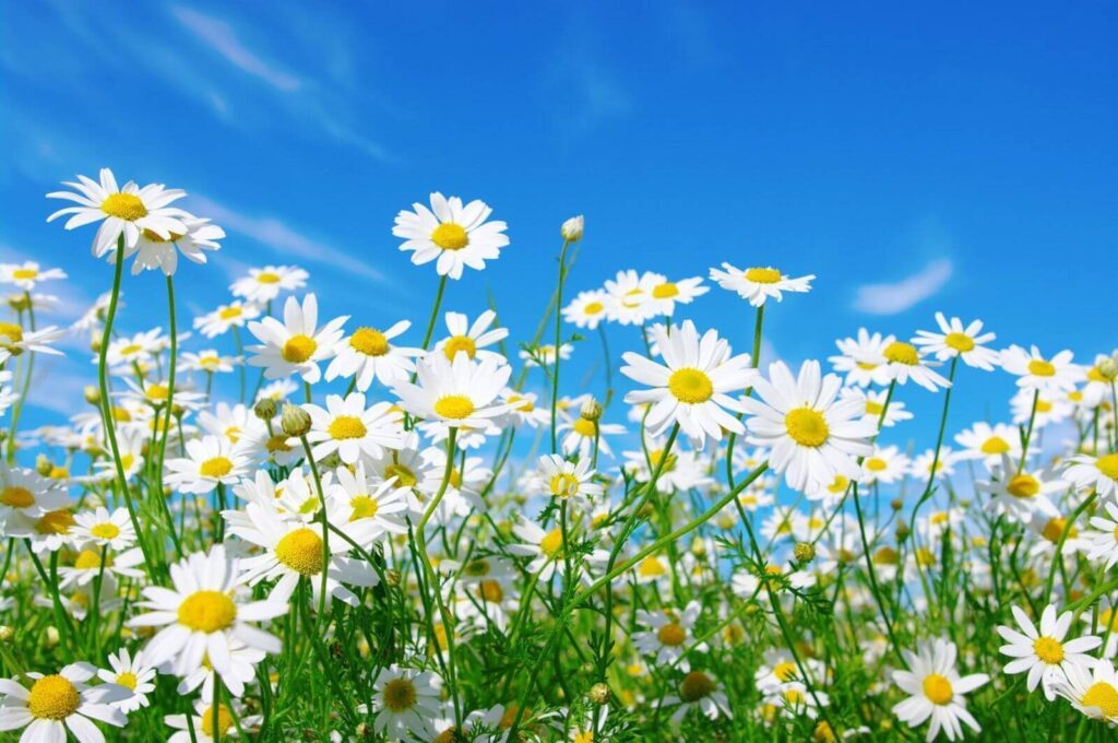 Veld met witte en gele bloemen Veld met witte en gele bloemen
