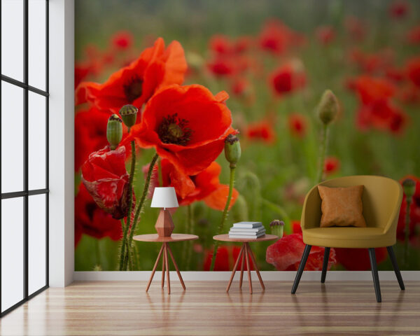 Veld met rode bloemen Veld met rode bloemen