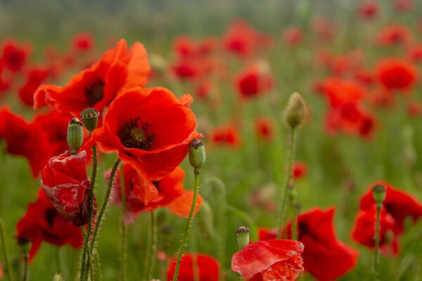 Veld met rode bloemen Veld met rode bloemen