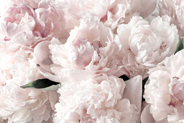 Groep roze bloemen Groep roze bloemen