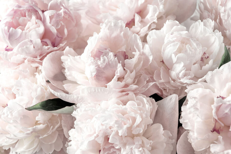 Groep roze bloemen