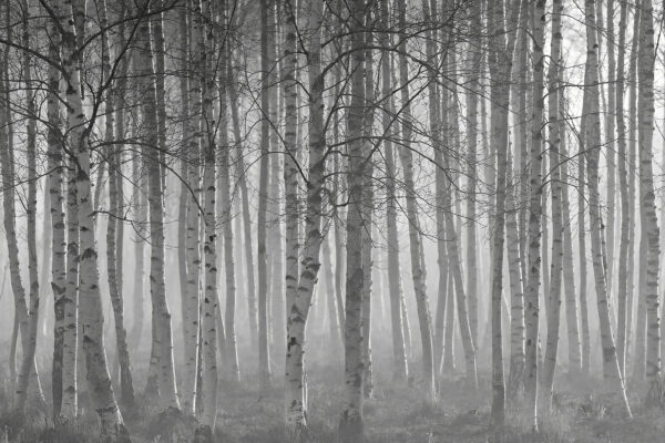 Groep bomen in een bos Groep bomen in een bos