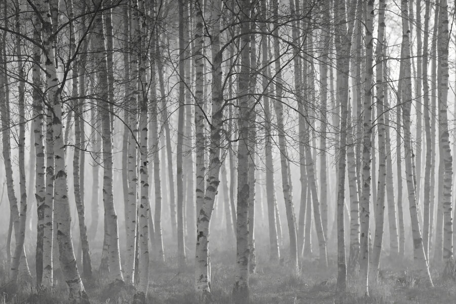 Groep bomen in een bos