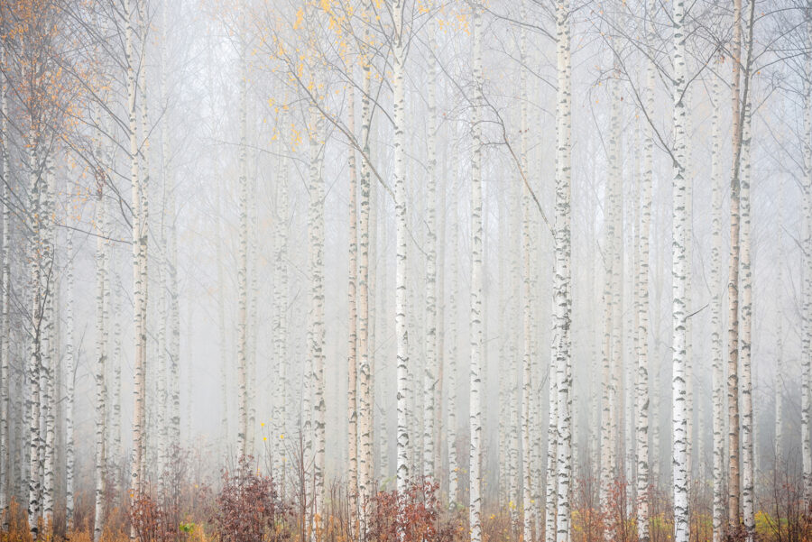 Groep bomen in een bos Groep bomen in een bos