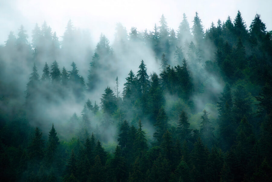 Mistig bos met bomen