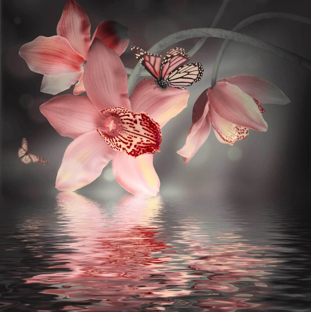 Roze orchideeën en vlinders op een tak Roze orchideeën en vlinders op een tak