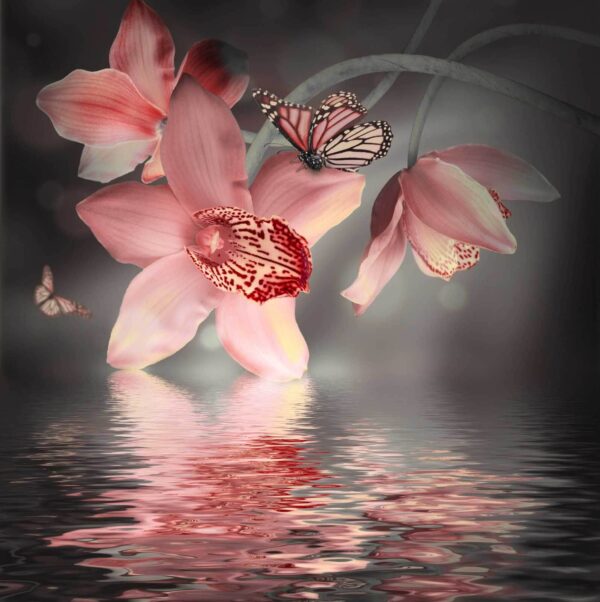 Roze orchideeën en vlinders op een tak Roze orchideeën en vlinders op een tak