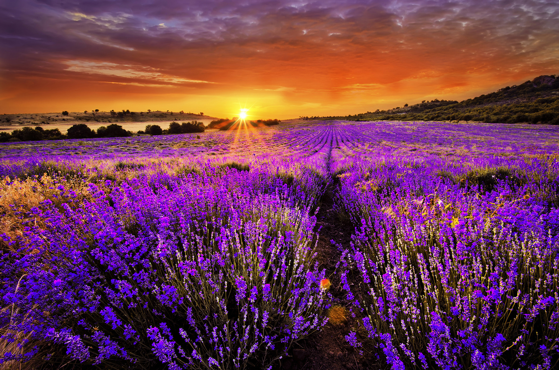 Field of purple flowers Field of purple flowers