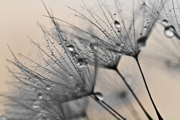 Delicate druppels op fragiele bloemblaadjes. Delicate druppels op fragiele bloemblaadjes.