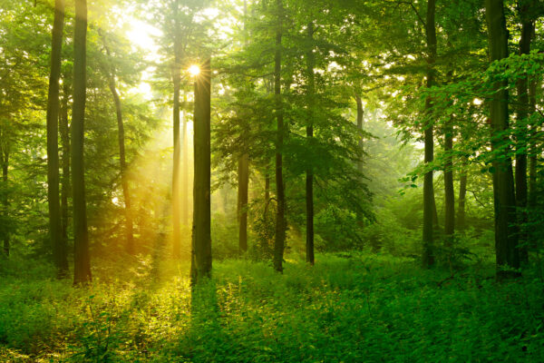Zon schijnt door bomen Zon schijnt door bomen