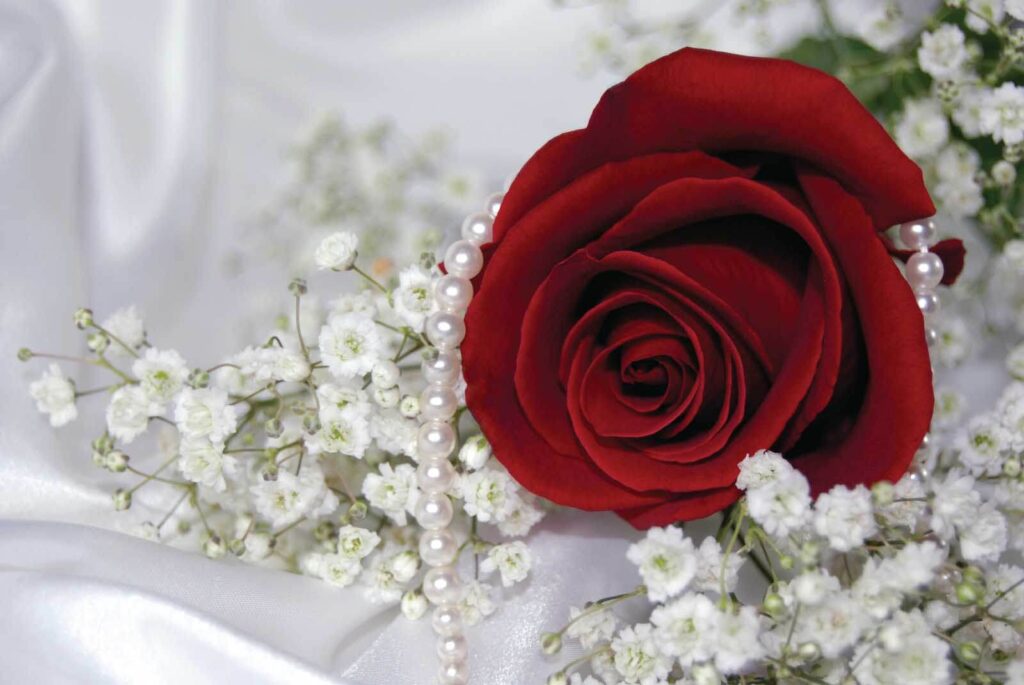 Rode roos en witte bloemen Rode roos en witte bloemen