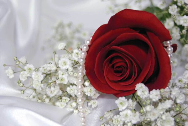 Rode roos en witte bloemen Rode roos en witte bloemen