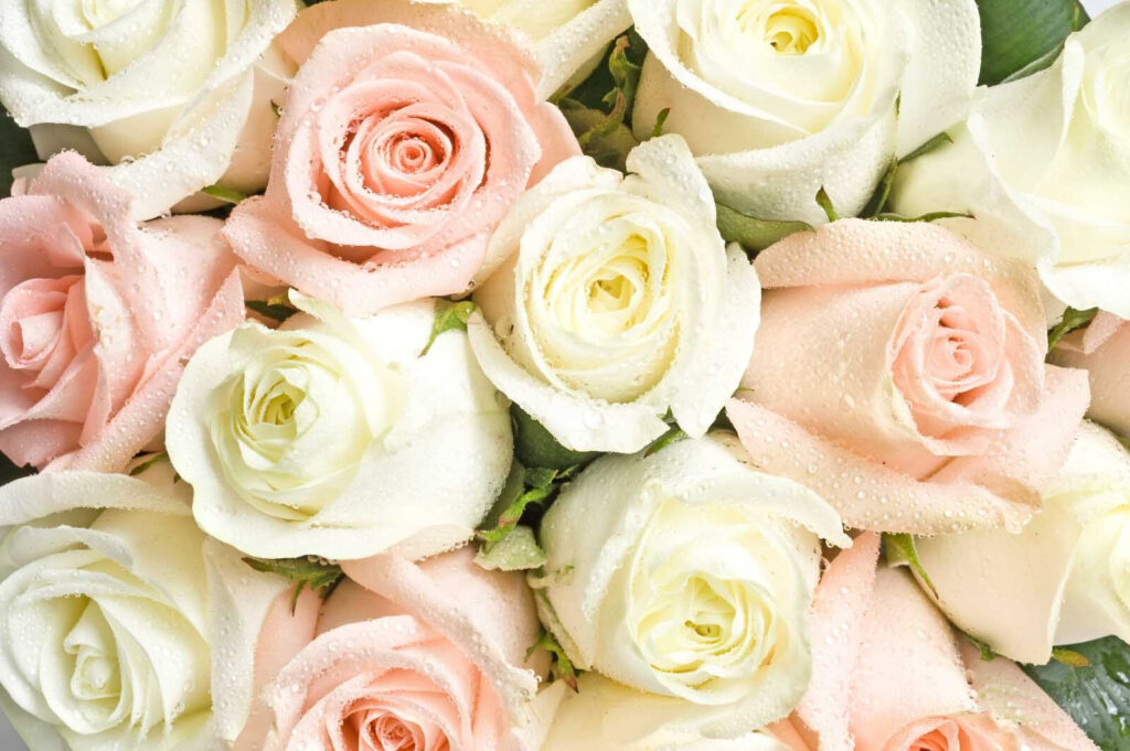 Groep roze en witte rozen Groep roze en witte rozen
