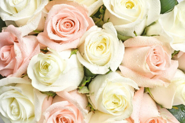 Groep roze en witte rozen Groep roze en witte rozen