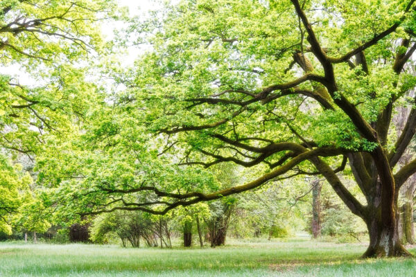 Een boom met groene bladeren Een boom met groene bladeren