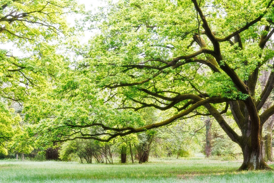 Een boom met groene bladeren