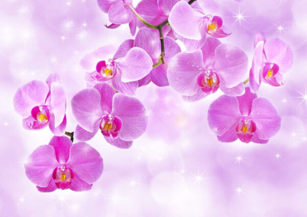 Delicate orchideeën in zachte tinten Delicate orchideeën in zachte tinten