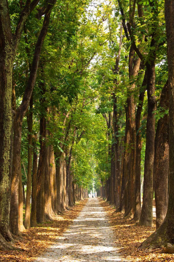Pad met bomen aan de zijkant Pad met bomen aan de zijkant