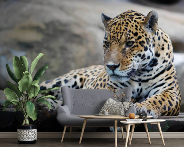 Luipaard liggend op een houten oppervlak Luipaard liggend op een houten oppervlak