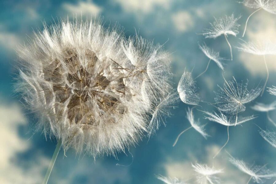 Pluizige zaadjes drijven in de wind