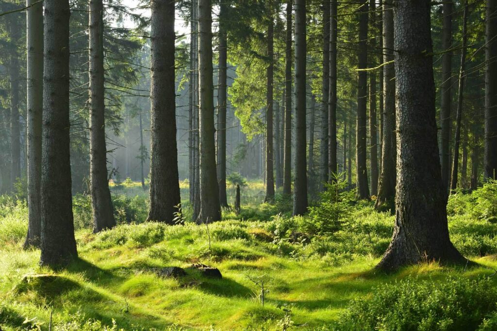 Bos met hoge bomen en gras Bos met hoge bomen en gras