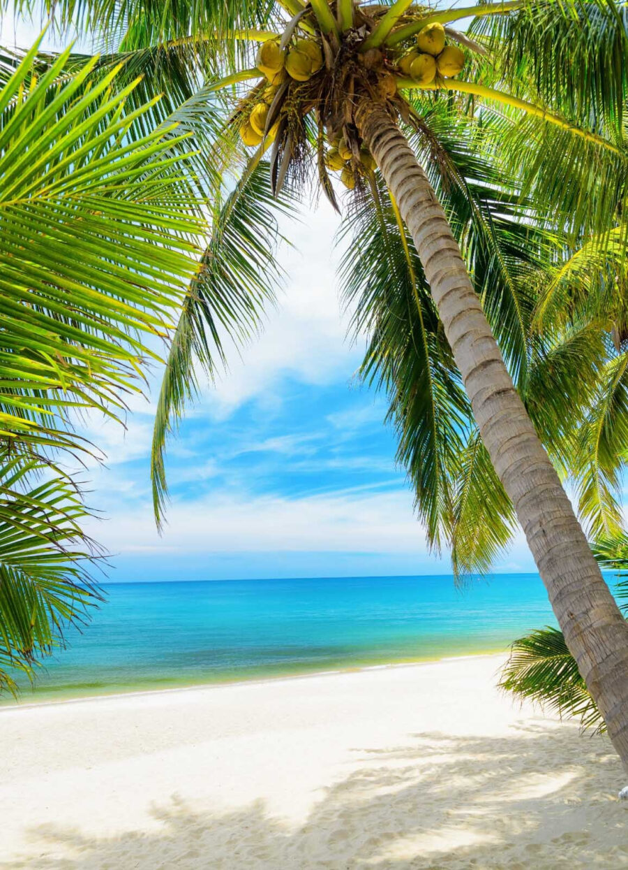 Palmbomen op een strand
